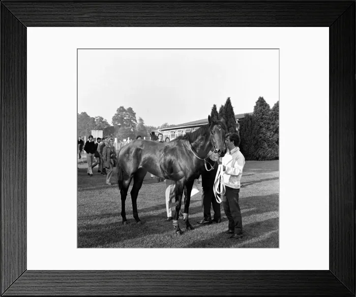 Framed Print : Mill reef at Newbury racecourse, jockey Geoff Lewis. 19th September 1971 Framed Print : Mill reef at Newbury racecourse, jockey Geoff Lewis. 19th September 1971