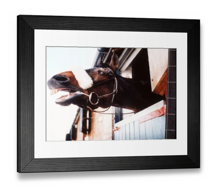 Framed Print : Legendary racehorse Red Rum who won three back to back Grand National races in the 1970s