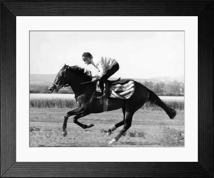 Framed Print : Racehorse Dancing Brave seen here training. May 1986 Framed Print : Racehorse Dancing Brave seen here training. May 1986