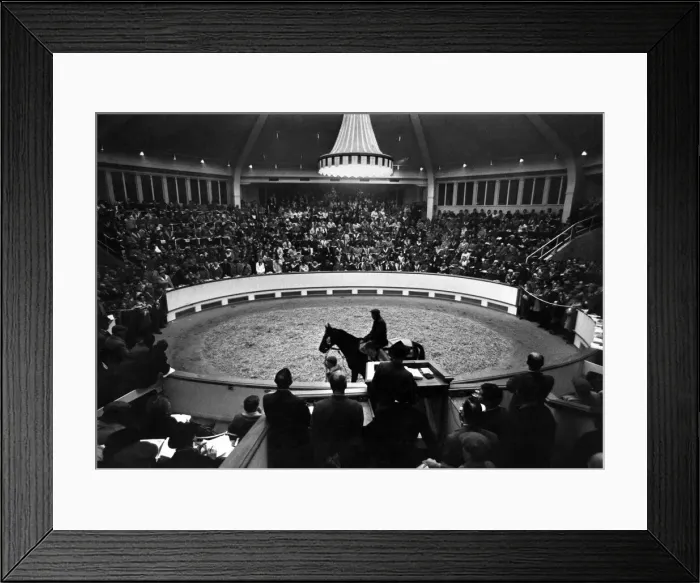 Framed Print : Racehorse Vaguely Noble walks around the parade ring at Tattersalls in Newmarket