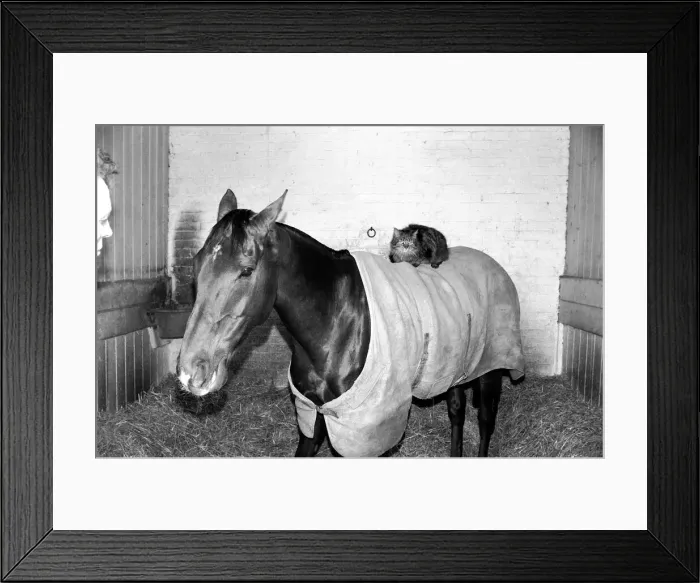 Framed Print : Ocean King wearing his coat was in his stall and on his back was a light weight jockey in Framed Print : Ocean King wearing his coat was in his stall and on his back was a light weight jockey in