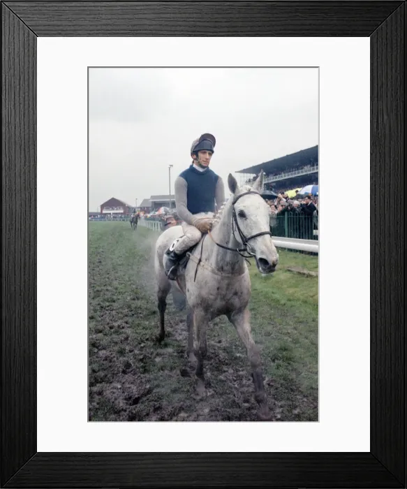 Framed Print : Champion racehorse Desert Orchid after taking first place in the Gold Cup race Framed Print : Champion racehorse Desert Orchid after taking first place in the Gold Cup race