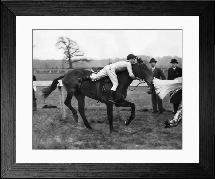 Framed Print : He earned a cheer from the crowd. Twice Bruno 11, unseated his jockey J Power in the St