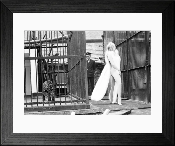 Framed Print : Brigitte Bardot French actress in skin tight catsuit with fur cape standing beside cage Framed Print : Brigitte Bardot French actress in skin tight catsuit with fur cape standing beside cage