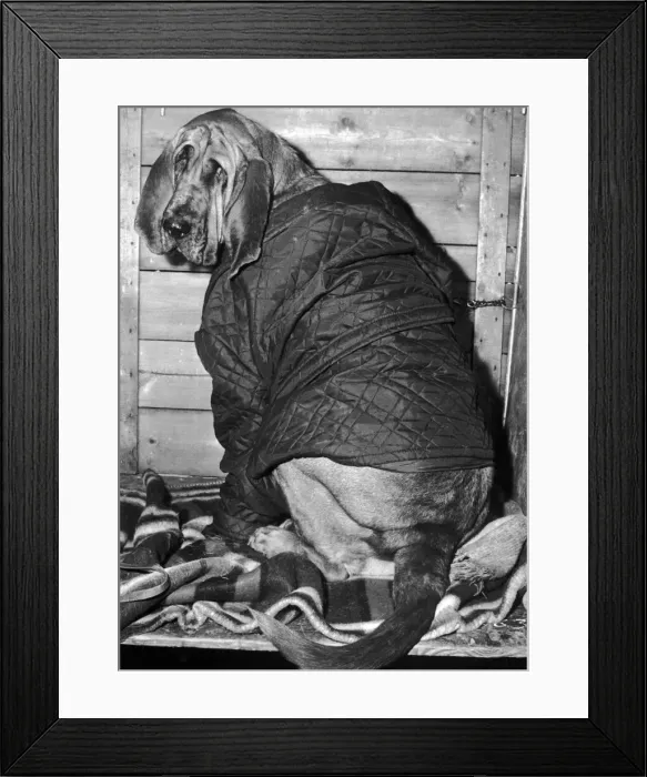Framed Print : This Bloodhound found his anorak to be just the thing to keep out the cold Framed Print : This Bloodhound found his anorak to be just the thing to keep out the cold