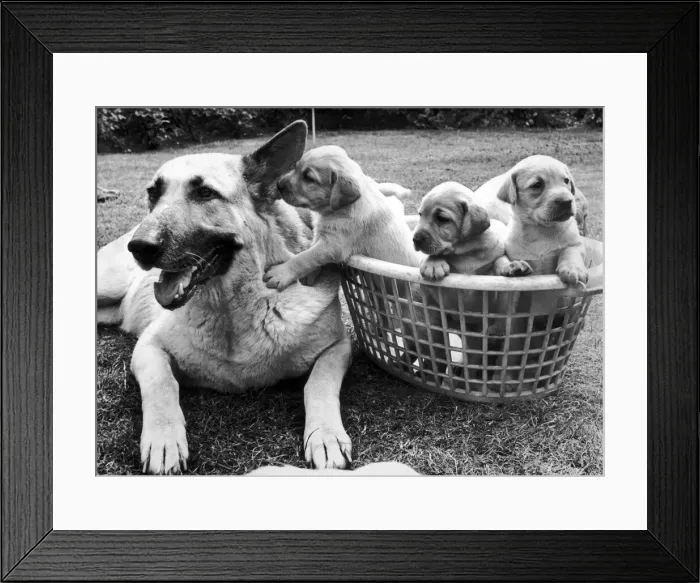 Framed Print : Beautiful Alsation Bumble, the subsititute mum, does everything except feed these pups Framed Print : Beautiful Alsation Bumble, the subsititute mum, does everything except feed these pups