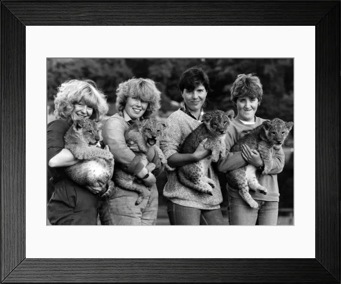 Framed Print : West Midland Safari and Leisure Park, located in Bewdley, Worcestershire, England Framed Print : West Midland Safari and Leisure Park, located in Bewdley, Worcestershire, England