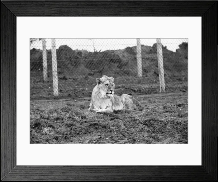 Framed Print : West Midland Safari and Leisure Park, located in Bewdley, Worcestershire, England Framed Print : West Midland Safari and Leisure Park, located in Bewdley, Worcestershire, England