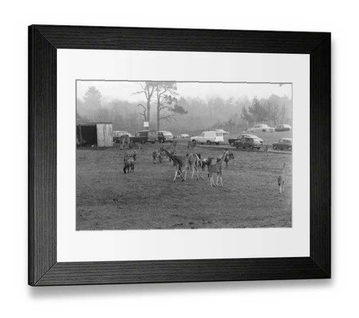 Framed Print : West Midland Safari and Leisure Park, located in Bewdley, Worcestershire, England
