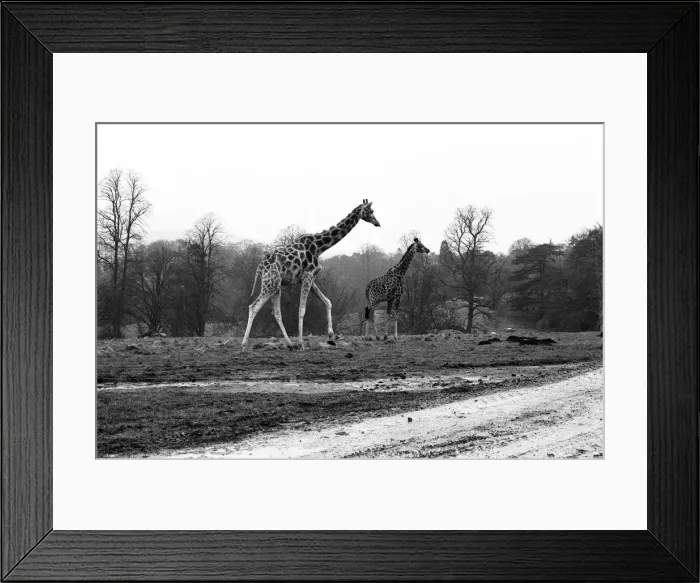 Framed Print : West Midland Safari and Leisure Park, located in Bewdley, Worcestershire, England