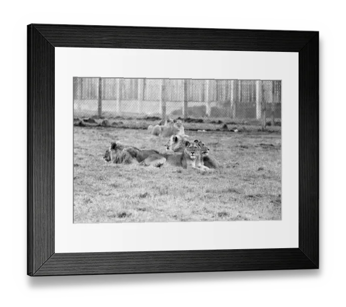 Framed Print : West Midland Safari and Leisure Park, located in Bewdley, Worcestershire, England Framed Print : West Midland Safari and Leisure Park, located in Bewdley, Worcestershire, England