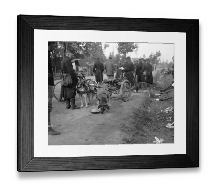 Framed Print : Belgian gun dog teams take a rest and take food on the road to Hofstade 28th September