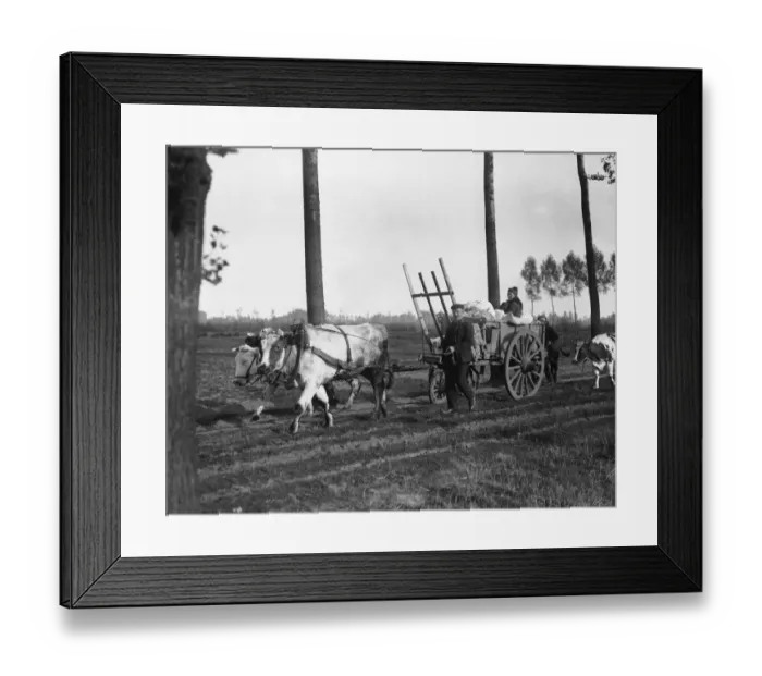 Framed Print : Schooneraende, Belgian refugees driving bullock wagon fleeing the advancing German army Framed Print : Schooneraende, Belgian refugees driving bullock wagon fleeing the advancing German army