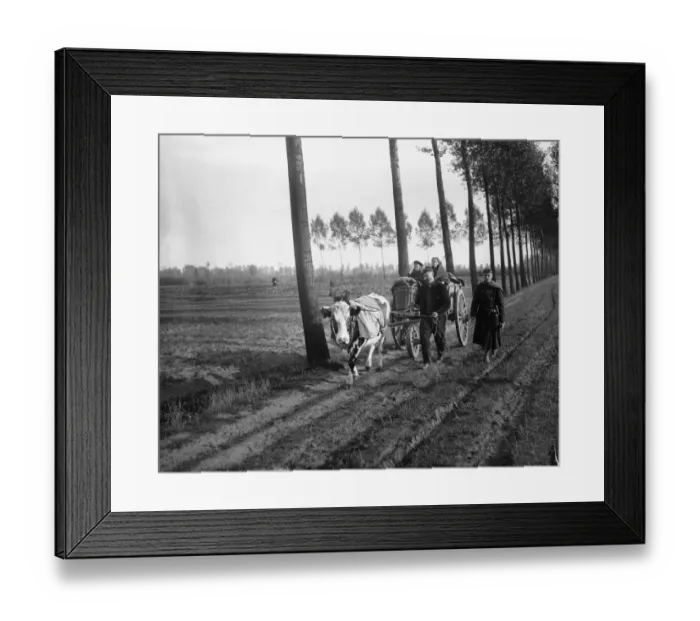 Framed Print : Schooneraende, Belgian refugees driving bullock wagon fleeing the advancing German army Framed Print : Schooneraende, Belgian refugees driving bullock wagon fleeing the advancing German army