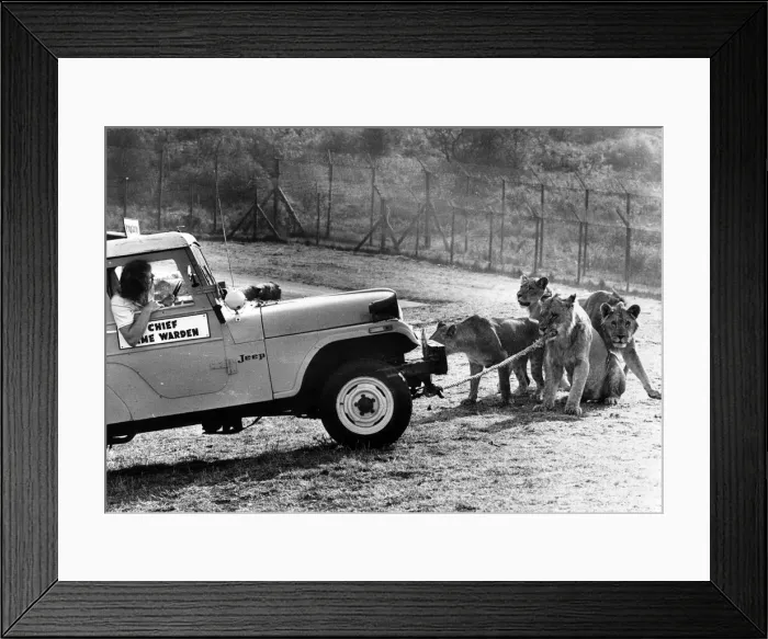 Framed Print : West Midland Safari and Leisure Park, located in Bewdley, Worcestershire, England