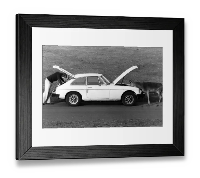Framed Print : West Midland Safari and Leisure Park, located in Bewdley, Worcestershire, England