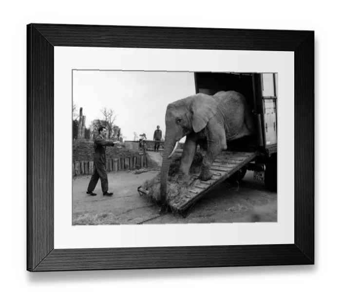 Framed Print : West Midland Safari and Leisure Park, located in Bewdley, Worcestershire, England Framed Print : West Midland Safari and Leisure Park, located in Bewdley, Worcestershire, England