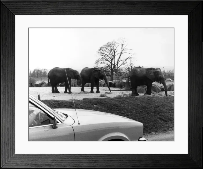 Framed Print : West Midland Safari and Leisure Park, located in Bewdley, Worcestershire, England