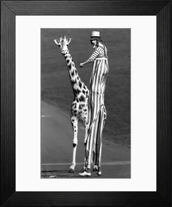Framed Print : West Midland Safari and Leisure Park, located in Bewdley, Worcestershire, England Framed Print : West Midland Safari and Leisure Park, located in Bewdley, Worcestershire, England