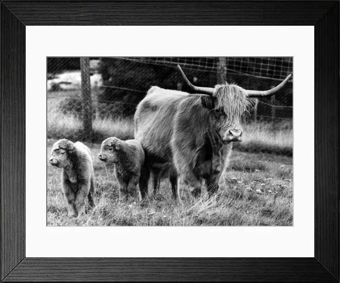 Framed Print : West Midland Safari and Leisure Park, located in Bewdley, Worcestershire, England Framed Print : West Midland Safari and Leisure Park, located in Bewdley, Worcestershire, England