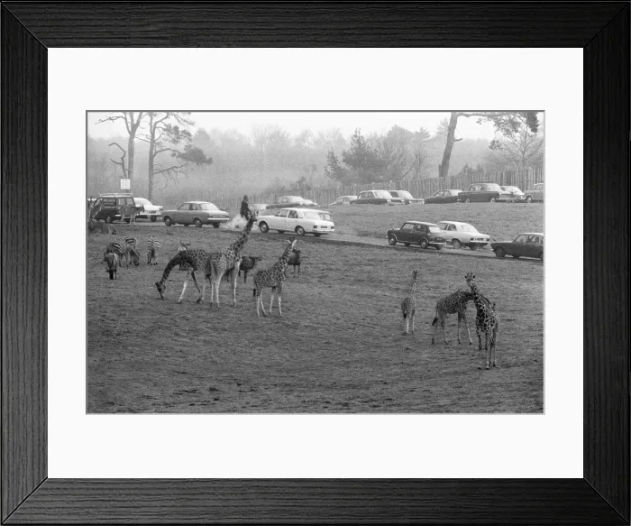 Framed Print : West Midland Safari and Leisure Park, located in Bewdley, Worcestershire, England Framed Print : West Midland Safari and Leisure Park, located in Bewdley, Worcestershire, England