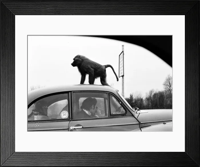 Framed Print : West Midland Safari and Leisure Park, located in Bewdley, Worcestershire, England Framed Print : West Midland Safari and Leisure Park, located in Bewdley, Worcestershire, England