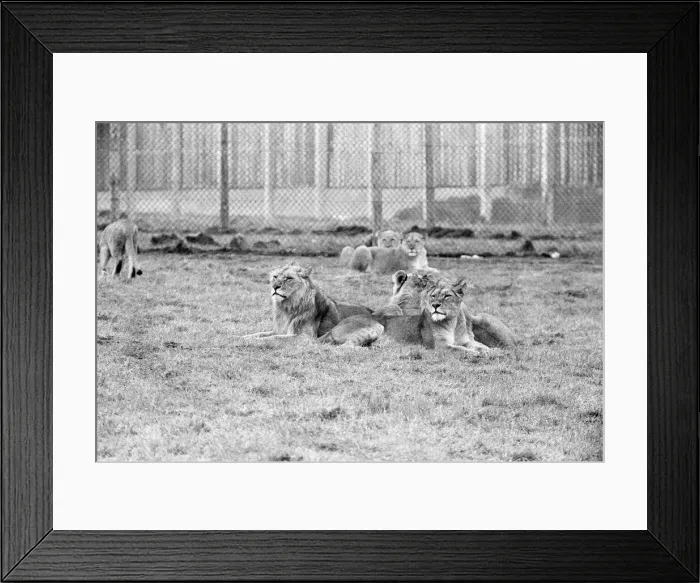 Framed Print : West Midland Safari and Leisure Park, located in Bewdley, Worcestershire, England Framed Print : West Midland Safari and Leisure Park, located in Bewdley, Worcestershire, England