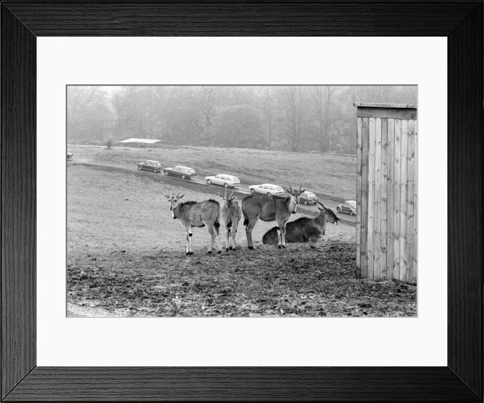 Framed Print : West Midland Safari and Leisure Park, located in Bewdley, Worcestershire, England Framed Print : West Midland Safari and Leisure Park, located in Bewdley, Worcestershire, England