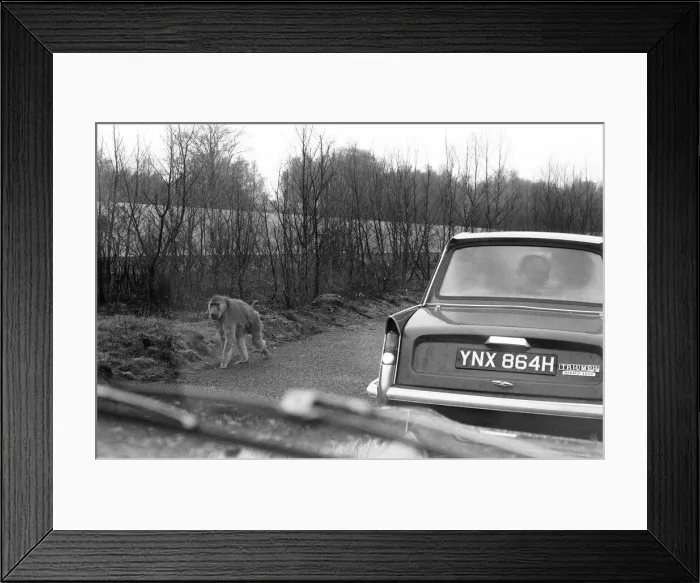 Framed Print : West Midland Safari and Leisure Park, located in Bewdley, Worcestershire, England Framed Print : West Midland Safari and Leisure Park, located in Bewdley, Worcestershire, England