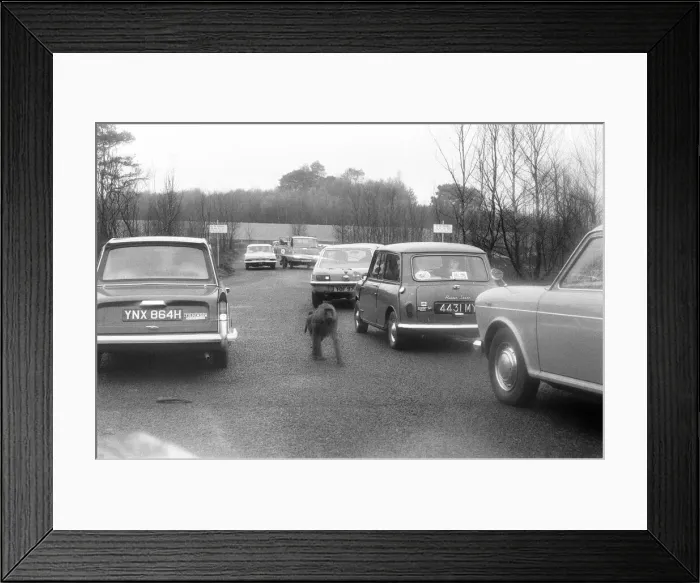 Framed Print : West Midland Safari and Leisure Park, located in Bewdley, Worcestershire, England