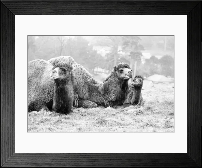 Framed Print : West Midland Safari and Leisure Park, located in Bewdley, Worcestershire, England Framed Print : West Midland Safari and Leisure Park, located in Bewdley, Worcestershire, England