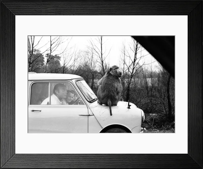 Framed Print : West Midland Safari and Leisure Park, located in Bewdley, Worcestershire, England Framed Print : West Midland Safari and Leisure Park, located in Bewdley, Worcestershire, England
