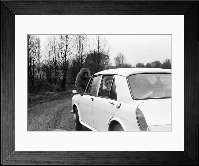 Framed Print : West Midland Safari and Leisure Park, located in Bewdley, Worcestershire, England Framed Print : West Midland Safari and Leisure Park, located in Bewdley, Worcestershire, England