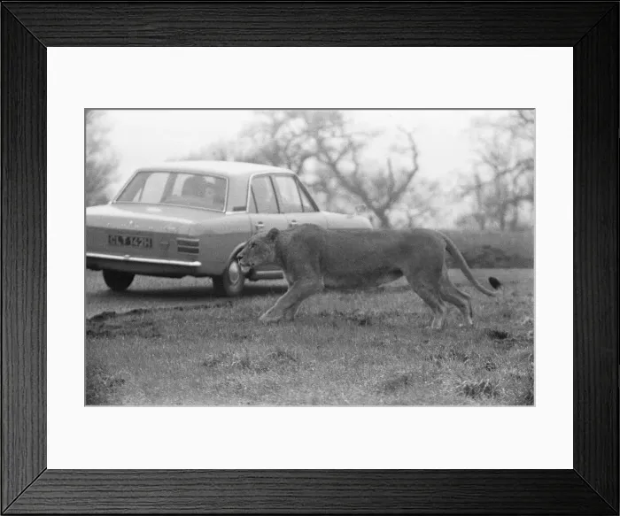 Framed Print : West Midland Safari and Leisure Park, located in Bewdley, Worcestershire, England Framed Print : West Midland Safari and Leisure Park, located in Bewdley, Worcestershire, England