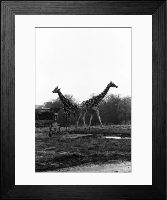 Framed Print : West Midland Safari and Leisure Park, located in Bewdley, Worcestershire, England Framed Print : West Midland Safari and Leisure Park, located in Bewdley, Worcestershire, England