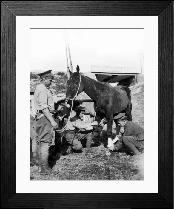 Framed Print : Vets seen here treating a horse wounded in action at the British Verterinary hospital in