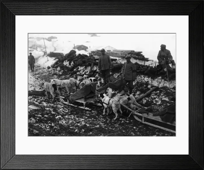 Framed Print : Italian troops with sledge dog teams during the Battle for Isonzo November 1917 Framed Print : Italian troops with sledge dog teams during the Battle for Isonzo November 1917