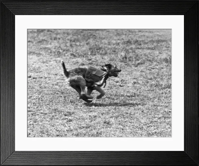 Framed Print : One of several messenger dogs used by the British Army in Flanders seen here on route Framed Print : One of several messenger dogs used by the British Army in Flanders seen here on route