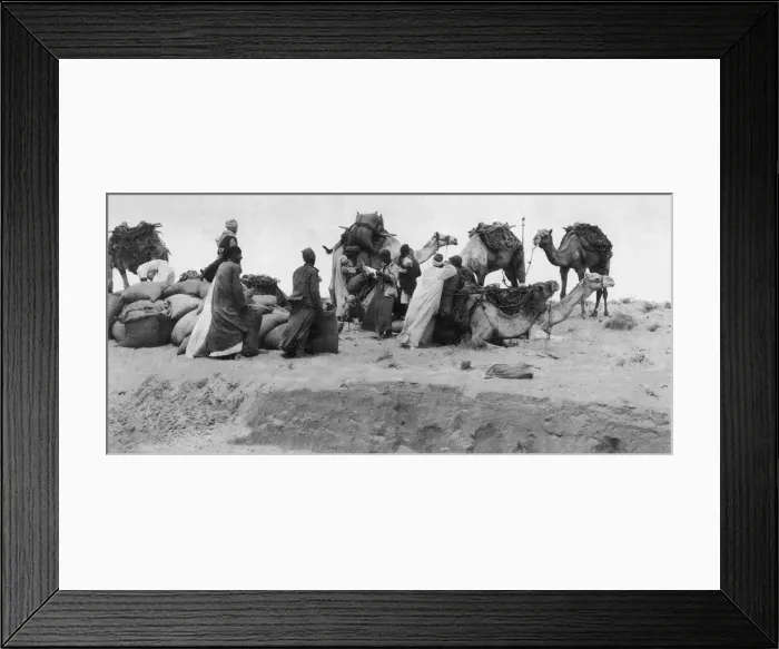 Framed Print : A camel supply column loading up near the rail head in the Egyptian Sinai desert for a Framed Print : A camel supply column loading up near the rail head in the Egyptian Sinai desert for a