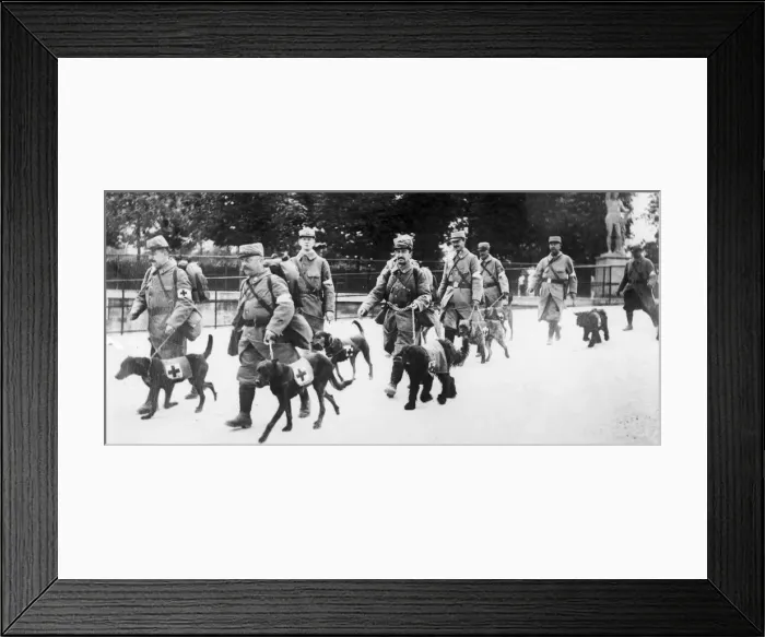 Framed Print : Inspection of Red Cross Dogs in a Paris Park 19th May 1915