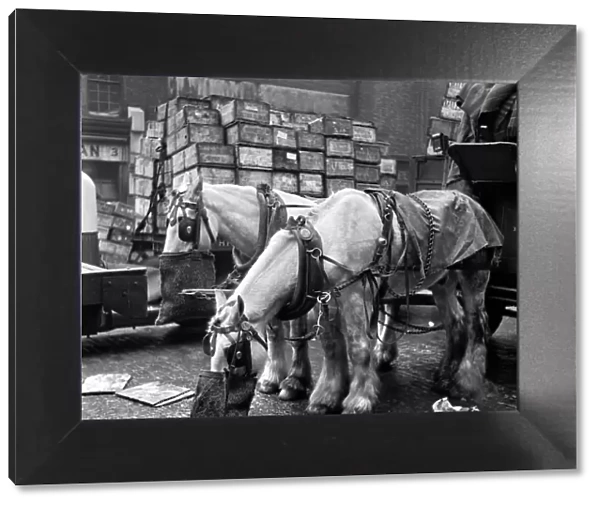 Bela Zola Life in the Mirror Series. Cart horses feeding from nose bags at
