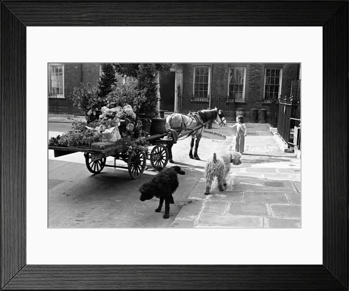 Framed Print : In the shadow of Big Ben feature may 1948 Florists horse and cart in Cowley Street
