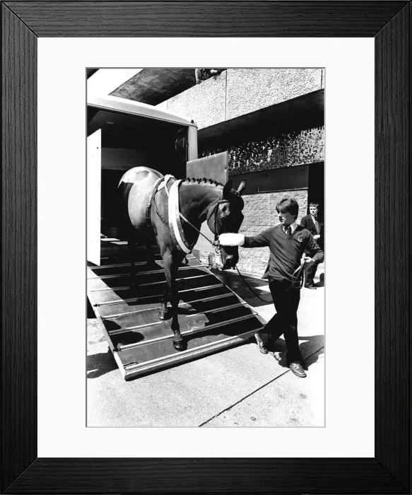 Framed Print : Three times Grand National winner Red Rum arrives for opening the Rum Runner nightclub in Framed Print : Three times Grand National winner Red Rum arrives for opening the Rum Runner nightclub in