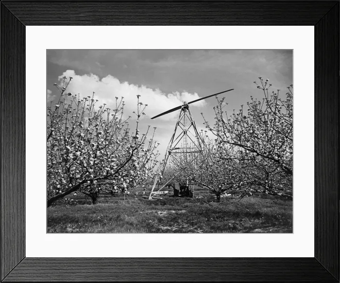 Framed Print : Huge fan to combat frost in apple orchards at Bramley, Cambridgeshire Framed Print : Huge fan to combat frost in apple orchards at Bramley, Cambridgeshire