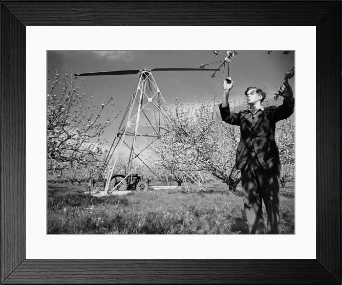 Framed Print : Huge fan to combat frost in apple orchards at Bramley, Cambridgeshire Framed Print : Huge fan to combat frost in apple orchards at Bramley, Cambridgeshire