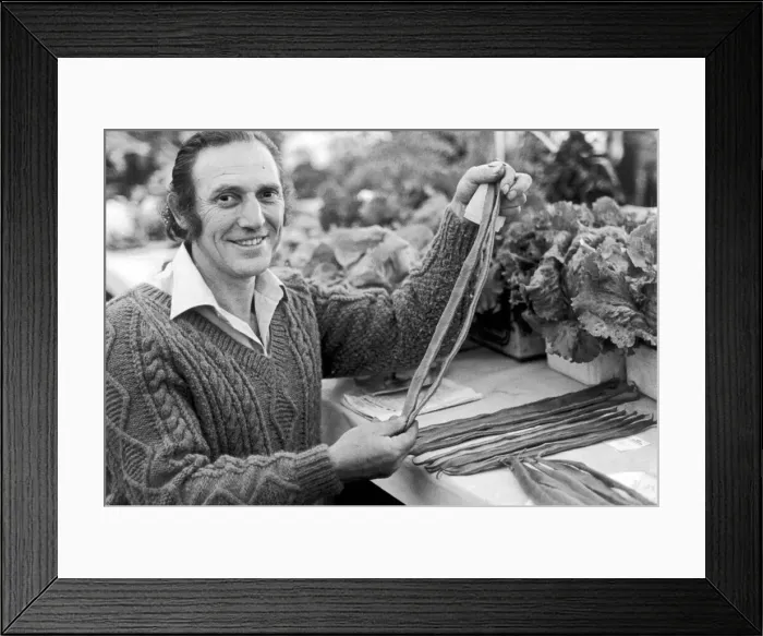 Framed Print : A man holding a selection of runner beans which are in a competition at Egton Framed Print : A man holding a selection of runner beans which are in a competition at Egton