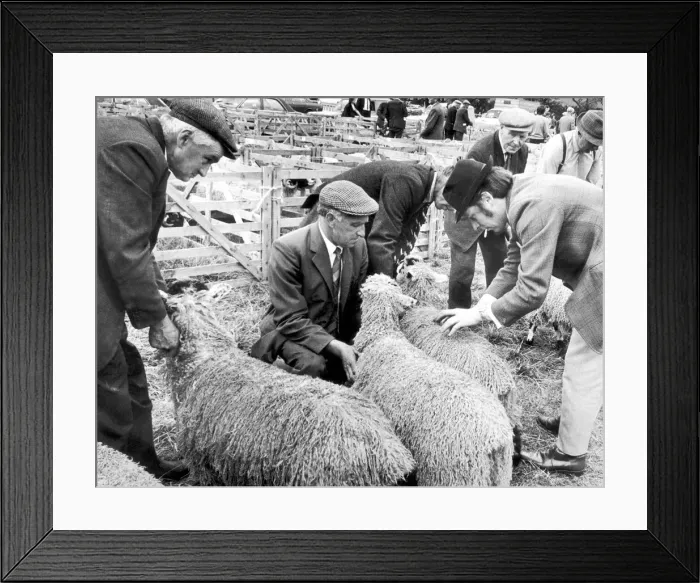 Framed Print : Busy judging the Teeswater sheep class at the 113th Danby Show is Mr T Addison Framed Print : Busy judging the Teeswater sheep class at the 113th Danby Show is Mr T Addison