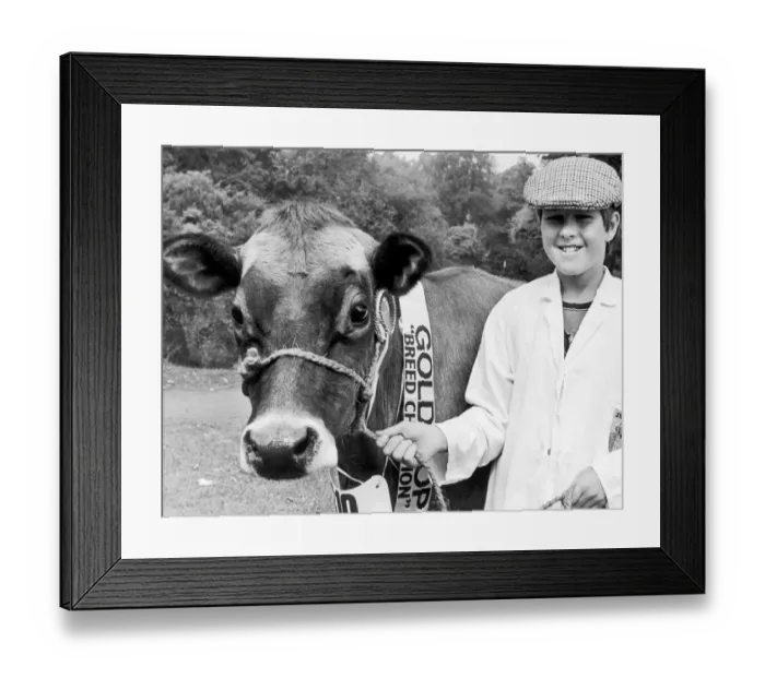 Framed Print : Darlington Agricultural Show. Broadfields Vedas Joy, a five year old Jersey judged breed