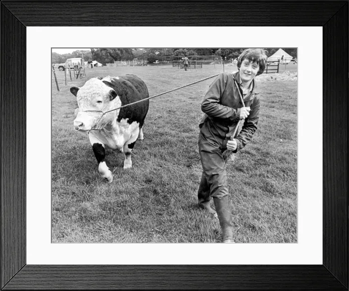 Framed Print : 14 year old Authur Redpath walking his Dads Incredible Hulk Framed Print : 14 year old Authur Redpath walking his Dads Incredible Hulk