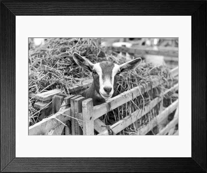 Framed Print : A goat at the Cleveland Agricultural Show, 27th July 1987 Framed Print : A goat at the Cleveland Agricultural Show, 27th July 1987